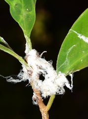Homotoma ficus