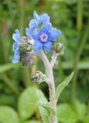Cynoglossum