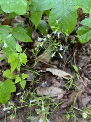 Houstonia
