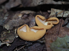Otidea onotica