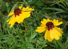 Coreopsis tinctoria