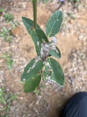 Desmodium obtusum