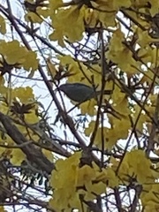 Thraupis sayaca