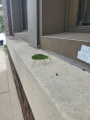 Pterophylla camellifolia