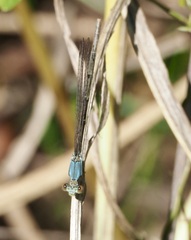 Argia moesta