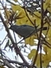 Thraupis sayaca