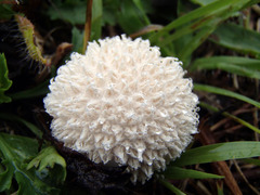 Lycoperdon curtisii