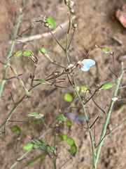 Desmodium obtusum