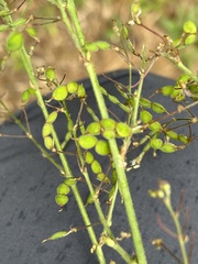 Desmodium obtusum