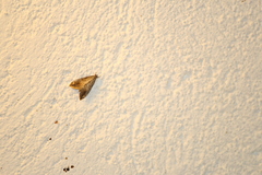 Evergestis rimosalis