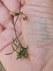 Astragalus arenarius