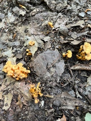 Craterellus ignicolor