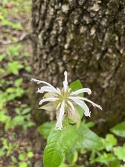 Monarda bradburiana