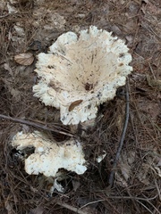 Russulaceae