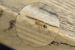 Monomorium pharaonis