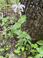 Monarda bradburiana