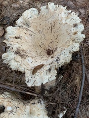 Russulaceae