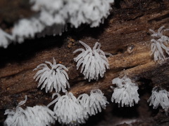 Ceratiomyxa