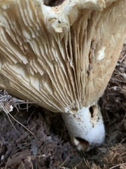 Russulaceae