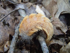 Megalopyge crispata