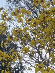 Thraupis sayaca