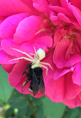 Yellow-faced Bumble Bee photographed in Oregon