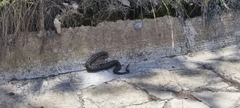Crotalus ravus