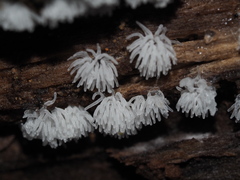 Ceratiomyxa