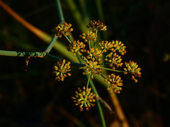 Foeniculum vulgare
