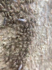 Cerastipsocus venosus