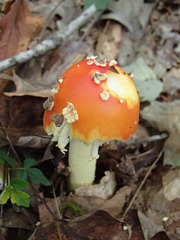 Amanita parcivolvata