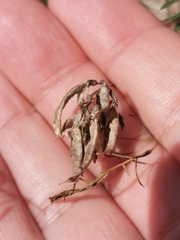Astragalus arenarius