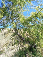 Larix decidua