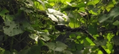 Spilotes pullatus