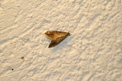 Evergestis rimosalis