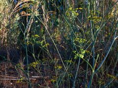 Foeniculum vulgare