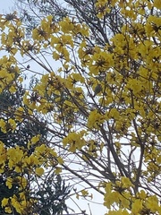 Thraupis sayaca