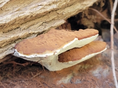 Ganoderma