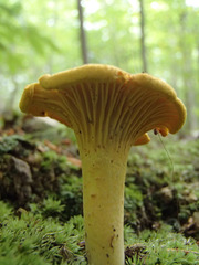 Cantharellus