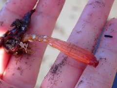 Styela montereyensis