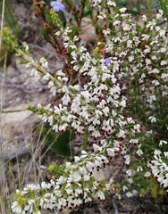 Erica imbricata