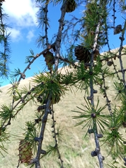 Larix decidua
