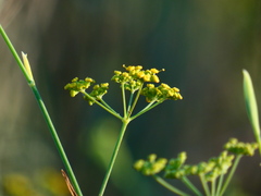 Foeniculum vulgare