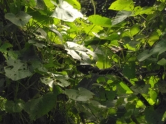 Spilotes pullatus