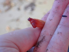 Styela montereyensis