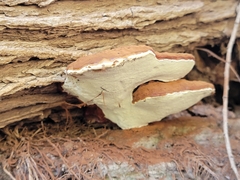 Ganoderma