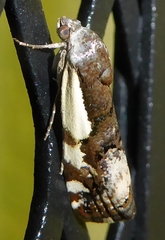 Tarache augustipennis