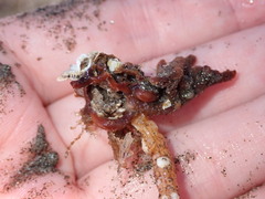 Styela montereyensis