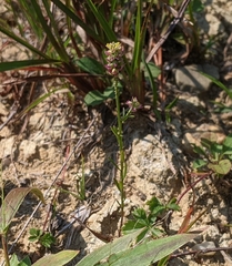 Polygala nuttallii