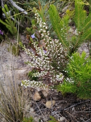Erica imbricata